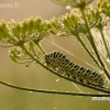 Common Swallowtail - Papilio machaon | Fotografijos autorius : Alma Totorytė | © Macronature.eu | Macro photography web site