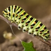 Common Swallowtail caterpillar | Fotografijos autorius : Saulius Drazdauskas | © Macronature.eu | Macro photography web site