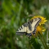 Common Swallowtail | Fotografijos autorius : Saulius Drazdauskas | © Macronature.eu | Macro photography web site