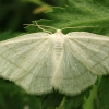 Common White Wave - Cabera pusaria | Fotografijos autorius : Ramunė Vakarė | © Macronature.eu | Macro photography web site