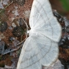 Common White Wave - Cabera pusaria | Fotografijos autorius : Gintautas Steiblys | © Macronature.eu | Macro photography web site