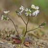 Common Whitlowgrass - Draba verna | Fotografijos autorius : Gintautas Steiblys | © Macronature.eu | Macro photography web site