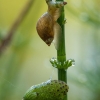 Didžioji gintarė - Succinea putris ir parazitas Leucochloridium paradoxum | Fotografijos autorius : Žilvinas Pūtys | © Macronature.eu | Macro photography web site