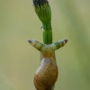 Common amber snail - Succinea putris and parasite Leucochloridium paradoxum | Fotografijos autorius : Žilvinas Pūtys | © Macronature.eu | Macro photography web site