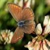 Dirvinis melsvys - Polyommatus icarus | Fotografijos autorius : Ramunė Vakarė | © Macronature.eu | Macro photography web site