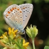 Dirvinis melsvys - Polyommatus icarus | Fotografijos autorius : Ramunė Činčikienė | © Macronature.eu | Macro photography web site