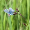Common blue - Polyommatus icarus | Fotografijos autorius : Vidas Brazauskas | © Macronature.eu | Macro photography web site