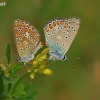 Common blues - Polyommatus icarus | Fotografijos autorius : Armandas Ka | © Macronature.eu | Macro photography web site