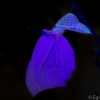 Citrinukas - Gonepteryx rhamni | Fotografijos autorius : Eglė Vičiuvienė | © Macronature.eu | Macro photography web site
