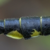 Common clubtail - Gomphus vulgatissimus ♂ | Fotografijos autorius : Žilvinas Pūtys | © Macronature.eu | Macro photography web site