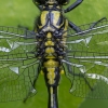 Common clubtail - Gomphus vulgatissimus ♂ | Fotografijos autorius : Žilvinas Pūtys | © Macronature.eu | Macro photography web site