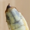 Common cockchafer - Melolontha melolontha, larva | Fotografijos autorius : Vytautas Tamutis | © Macronature.eu | Macro photography web site