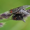 Common flesh fly - Sarcophaga carnaria | Fotografijos autorius : Nomeda Vėlavičienė | © Macronature.eu | Macro photography web site