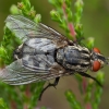 Flesh fly - Sarcophaga sp. ♀ | Fotografijos autorius : Žilvinas Pūtys | © Macronature.eu | Macro photography web site