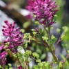 Common fumitory - Fumaria officinalis | Fotografijos autorius : Gintautas Steiblys | © Macronature.eu | Macro photography web site