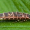 Common Glow-worm - Lampyris noctiluca ♀ | Fotografijos autorius : Žilvinas Pūtys | © Macronature.eu | Macro photography web site