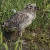 Common gull's juvenile | Fotografijos autorius : Gintautas Steiblys | © Macronature.eu | Macro photography web site