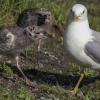 Common gull's juvenile | Fotografijos autorius : Gintautas Steiblys | © Macronature.eu | Macro photography web site