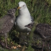 Common gull's juvenile | Fotografijos autorius : Gintautas Steiblys | © Macronature.eu | Macro photography web site