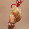 Paprastojo lazdyno (Corylus avellana) moteriškasis žiedas | Fotografijos autorius : Gintautas Steiblys | © Macronature.eu | Macro photography web site