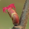 Common hazel - Corylus avellana, female flower | Fotografijos autorius : Vidas Brazauskas | © Macronature.eu | Macro photography web site