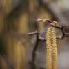 Common hazel - Corylus avellana | Fotografijos autorius : Vidas Brazauskas | © Macronature.eu | Macro photography web site