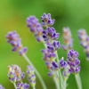 Common lavender | Lavandula angustifolia | Fotografijos autorius : Darius Baužys | © Macronature.eu | Macro photography web site