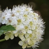 Putinalapis pūslenis - Physocarpus opulifolius | Fotografijos autorius : Vytautas Gluoksnis | © Macronature.eu | Macro photography web site