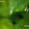 Common orb-weaving spider - Araneus sp. | Fotografijos autorius : Alma Totorytė | © Macronature.eu | Macro photography web site