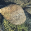 Common periwinkle - Littorina littorea | Fotografijos autorius : Gintautas Steiblys | © Macronature.eu | Macro photography web site