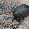 Common pill-beetle - Byrrhus pilula | Fotografijos autorius : Gintautas Steiblys | © Macronature.eu | Macro photography web site