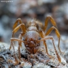 Common red ant - Myrmica rubra | Fotografijos autorius : Žilvinas Pūtys | © Macronature.eu | Macro photography web site