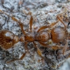 Common red ant - Myrmica rubra | Fotografijos autorius : Žilvinas Pūtys | © Macronature.eu | Macro photography web site