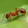 Skruzdėlė - Myrmica rubra | Fotografijos autorius : Vidas Brazauskas | © Macronature.eu | Macro photography web site