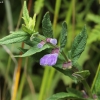 Pelkinė kalpokė - Scutellaria galericulata | Fotografijos autorius : Vytautas Tamutis | © Macronature.eu | Macro photography web site