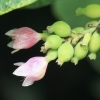 Common snowberry - Symphoricarpos albus | Fotografijos autorius : Gintautas Steiblys | © Macronature.eu | Macro photography web site