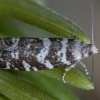 Common spruce bell - Epinotia tedella | Fotografijos autorius : Žilvinas Pūtys | © Macronature.eu | Macro photography web site