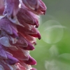Common toothwort – Lathraea squamaria | Fotografijos autorius : Agnė Našlėnienė | © Macronature.eu | Macro photography web site
