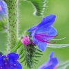 Common viper's-bugloss - Echium vulgare | Fotografijos autorius : Nomeda Vėlavičienė | © Macronature.eu | Macro photography web site