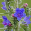 Common viper's-bugloss - Echium vulgare | Fotografijos autorius : Nomeda Vėlavičienė | © Macronature.eu | Macro photography web site