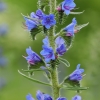 Common viper's-bugloss - Echium vulgare | Fotografijos autorius : Nomeda Vėlavičienė | © Macronature.eu | Macro photography web site