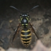 Common wasp - Vespula vulgaris | Fotografijos autorius : Gintautas Steiblys | © Macronature.eu | Macro photography web site