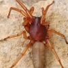 Common woodlouse spider - Dysdera crocata | Fotografijos autorius : Gintautas Steiblys | © Macronature.eu | Macro photography web site