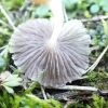 Mėšlabudė - Coprinopsis section Subniveae | Fotografijos autorius : Vitalij Drozdov | © Macrogamta.lt | Šis tinklapis priklauso bendruomenei kuri domisi makro fotografija ir fotografuoja gyvąjį makro pasaulį.