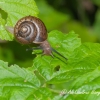 Copse snail (Arianta arbustorum) | Fotografijos autorius : Aleksandras Naryškin | © Macronature.eu | Macro photography web site