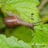 Bush snail - Fruticicola fruticum | Fotografijos autorius : Aleksandras Naryškin | © Macronature.eu | Macro photography web site