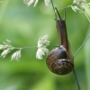 Copse snail - Arianta arbustorum | Fotografijos autorius : Vidas Brazauskas | © Macronature.eu | Macro photography web site
