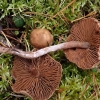 Nuosėdis - Cortinarius angelesianus | Fotografijos autorius : Vitalij Drozdov | © Macrogamta.lt | Šis tinklapis priklauso bendruomenei kuri domisi makro fotografija ir fotografuoja gyvąjį makro pasaulį.