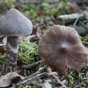 Rainasis nuosėdis - Cortinarius flexipes | Fotografijos autorius : Vytautas Gluoksnis | © Macrogamta.lt | Šis tinklapis priklauso bendruomenei kuri domisi makro fotografija ir fotografuoja gyvąjį makro pasaulį.
