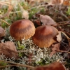 Nuosėdis - Cortinarius Sect. Dermocybe | Fotografijos autorius : Vitalij Drozdov | © Macrogamta.lt | Šis tinklapis priklauso bendruomenei kuri domisi makro fotografija ir fotografuoja gyvąjį makro pasaulį.